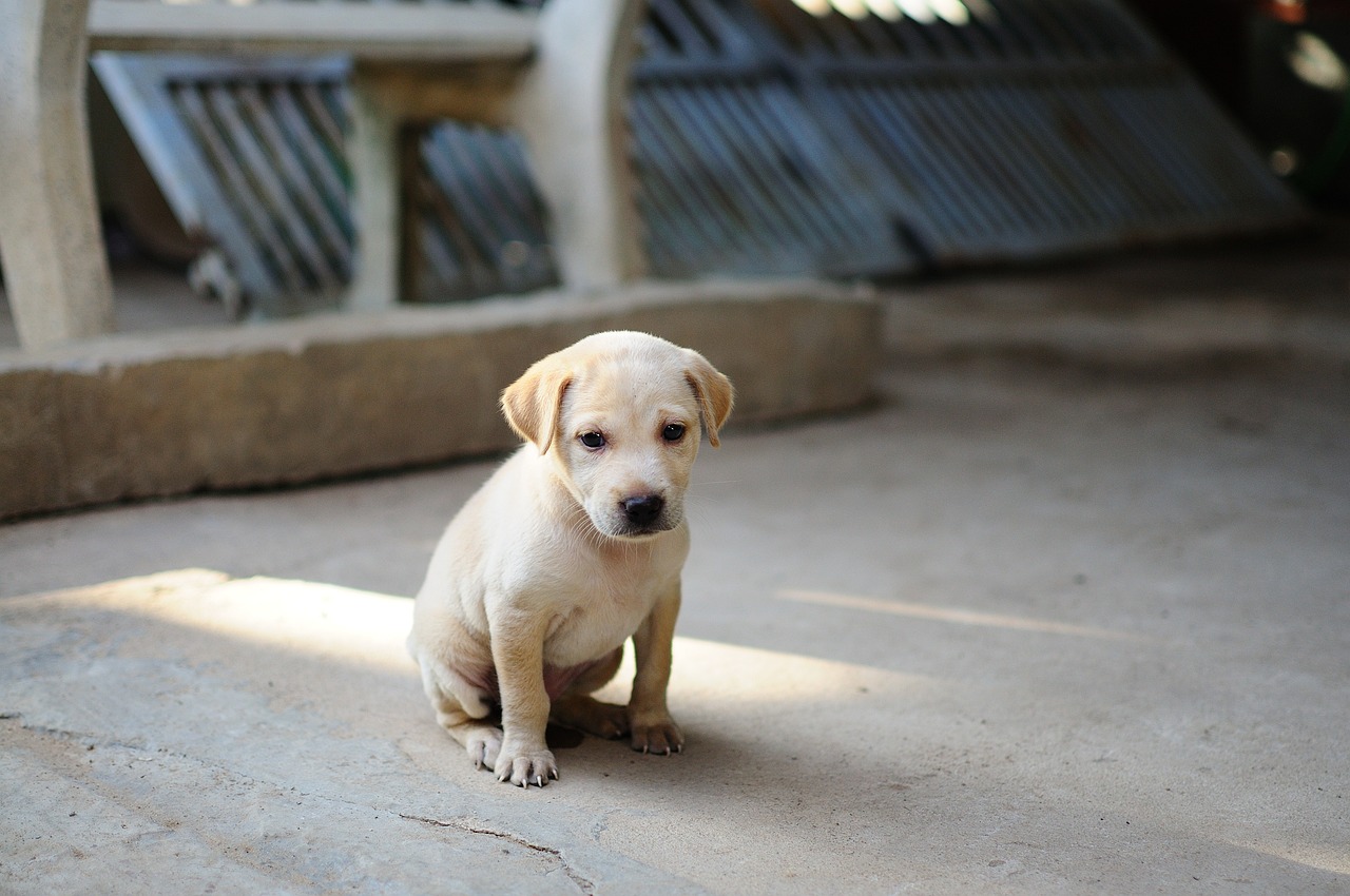 The Benefits of Early Socialization for Puppies